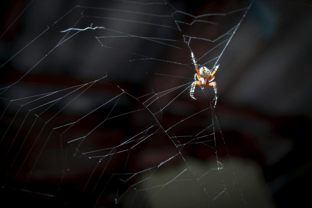 Close-up of a colorful spider on its web in Mexico, highlighting intricate details and natural beauty.